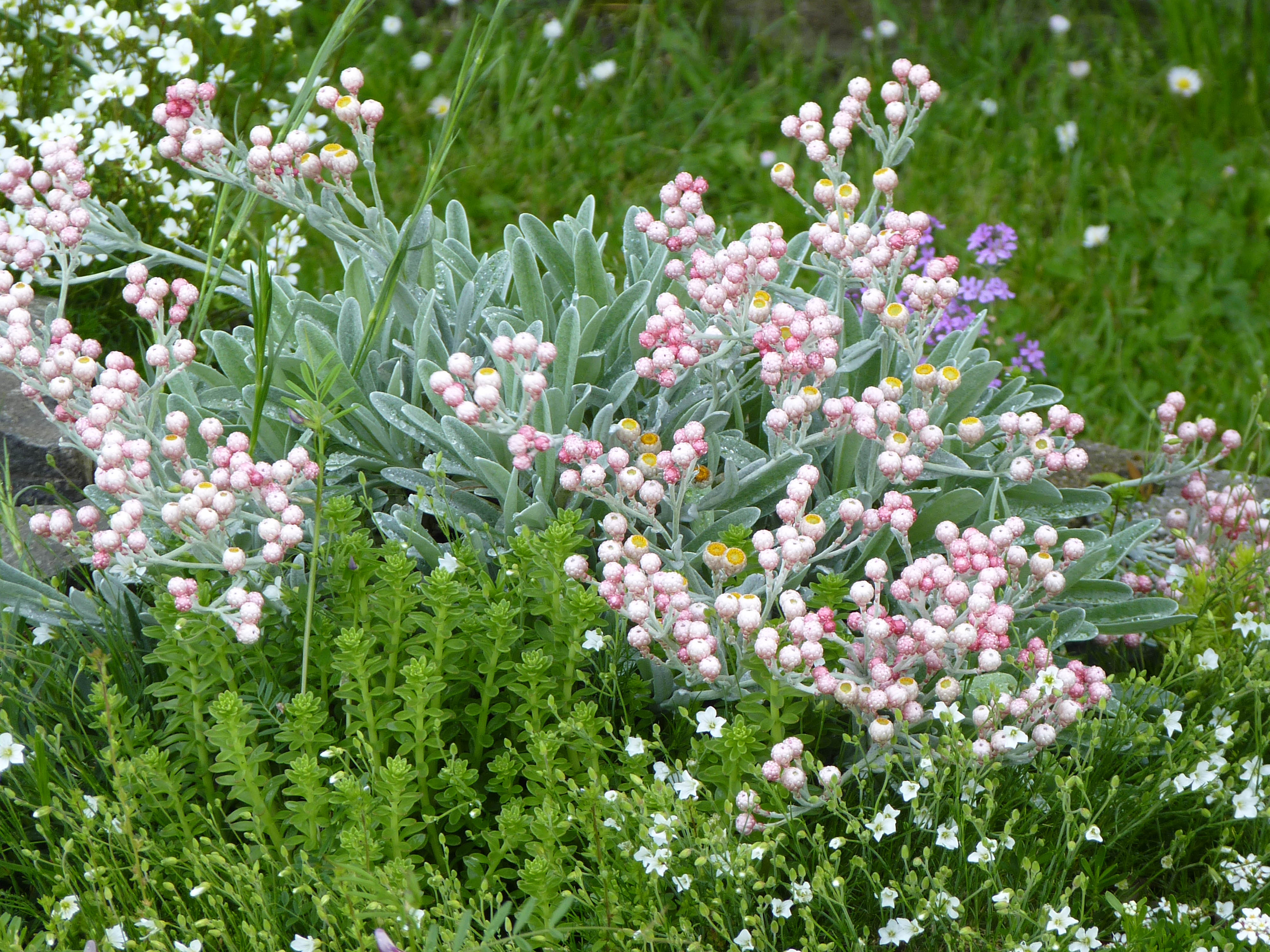 Helichrysum amorginum 'Ruby Cluster' photo